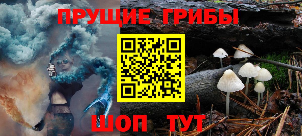 Псилоцибиновые грибы Psilocybine cubensis Королёв